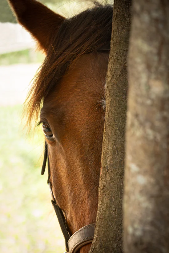 SantiLaurini.com Gallery