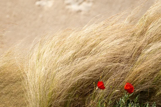 SantiLaurini.com Gallery