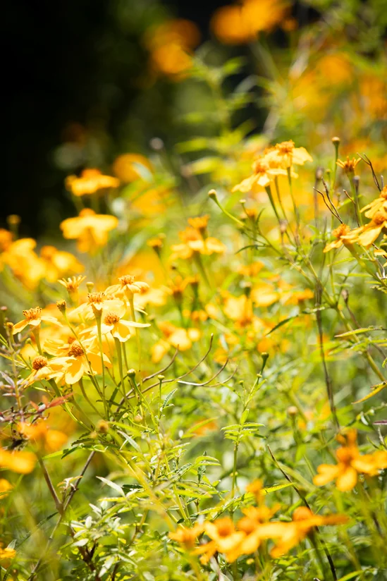 SantiLaurini.com Gallery