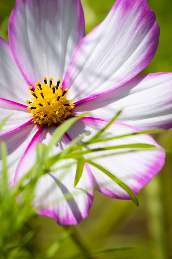 SantiLaurini.com Gallery