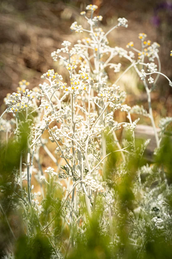 SantiLaurini.com Gallery